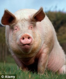Smelly: An ordinary porker. But GM pigs are designed to better digest plant phosphorous -- the chief cause of odour.