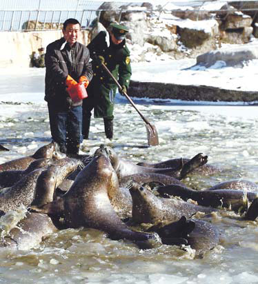 A worker at a conservation center in Yantai city, East China's Shandong province, feeds some seals on Sunday. [Xinhua] 