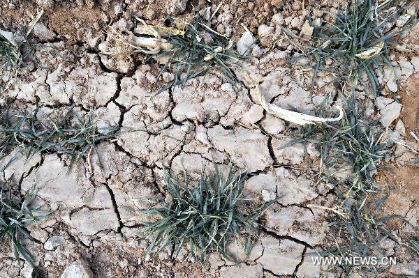 The dried cornfield is seen in the mountainous area of Jinan, capital of east China&apos;s Shandong Province, Jan. 18, 2011. A severe drought hit Shandong Province, covering an area of more than 20,106 square kilometers. Facing shortage of water, local government planned to invest 275 million yuan (about 41.7 million US dollars) to build a set of irrigation projects. [Xinhua] 