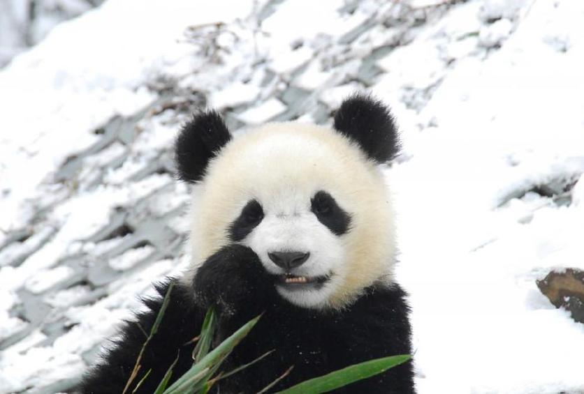 Pandas play in snow at Wolong Giant Panda Protection and Research Center in Southwest China&apos;s Sichuan province, Jan 17, 2011. Heavy snowfall hit the area on Tuesday, disrupting the water and power supply at the research center.