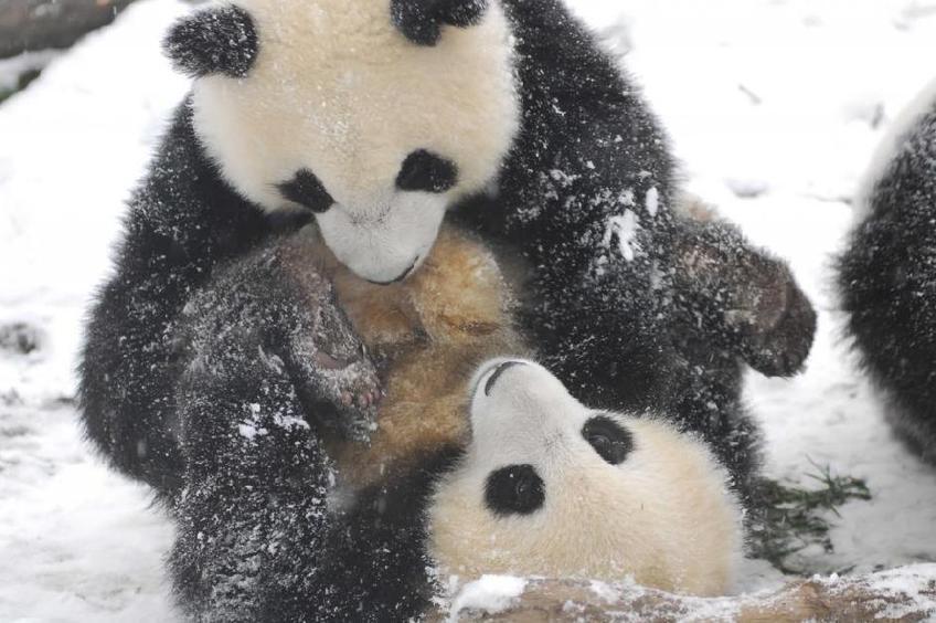 Pandas play in snow at Wolong Giant Panda Protection and Research Center in Southwest China&apos;s Sichuan province, Jan 17, 2011. Heavy snowfall hit the area on Tuesday, disrupting the water and power supply at the research center.
