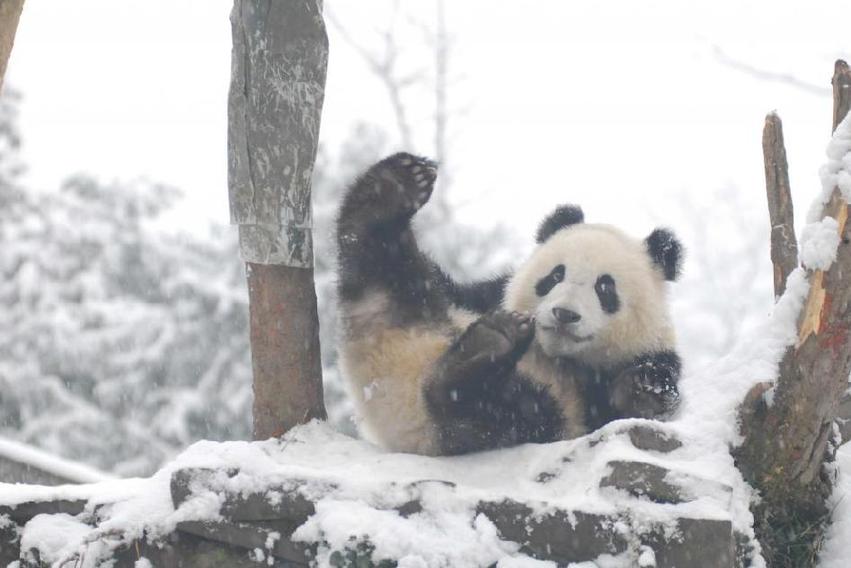 Pandas play in snow at Wolong Giant Panda Protection and Research Center in Southwest China's Sichuan province, Jan 17, 2011. Heavy snowfall hit the area on Tuesday, disrupting the water and power supply at the research center.