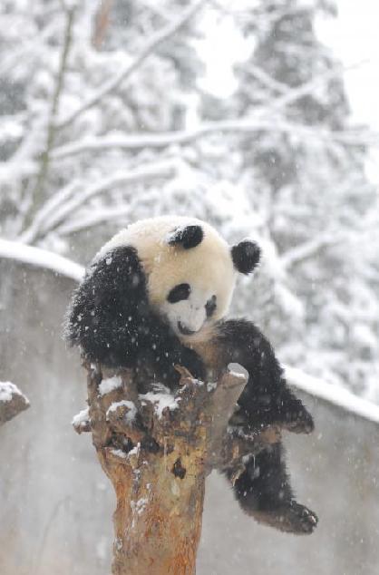 Pandas play in snow at Wolong Giant Panda Protection and Research Center in Southwest China's Sichuan province, Jan 17, 2011. Heavy snowfall hit the area on Tuesday, disrupting the water and power supply at the research center.