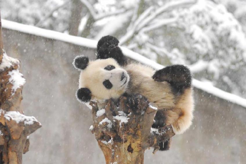 Pandas play in snow at Wolong Giant Panda Protection and Research Center in Southwest China's Sichuan province, Jan 17, 2011. Heavy snowfall hit the area on Tuesday, disrupting the water and power supply at the research center.