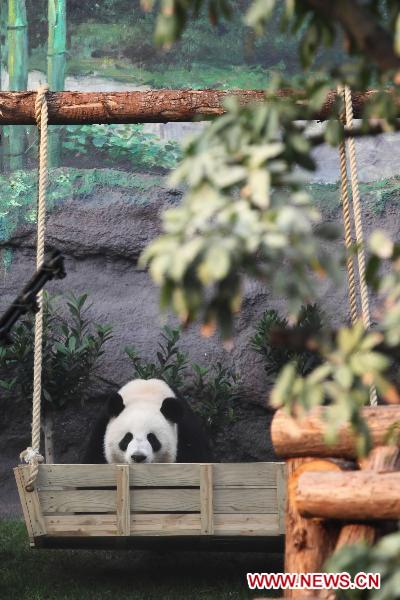 Panda &apos;Kai Kai&apos; plays on the swings at the newly-launched panda pavilion in the Macao Special Administrative Region, south China, Jan. 18, 2011. Macao held the opening ceremony for its panda pavilion on Tuesday, indicating that Kai Kai and Xin Xin, the panda pair that China&apos;s central government presented Macao Special Administrative Region, are allowed to see the public after undergoing a month-long quarantine. [Xinhua] 