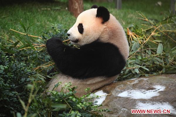 Panda &apos;Xin Xin&apos; eats fresh bamboo at the newly-launched panda pavilion in the Macao Special Administrative Region, south China, Jan. 18, 2011. Macao held the opening ceremony for its panda pavilion on Tuesday, indicating that Kai Kai and Xin Xin, the panda pair that China&apos;s central government presented Macao Special Administrative Region, are allowed to see the public after undergoing a month-long quarantine. 