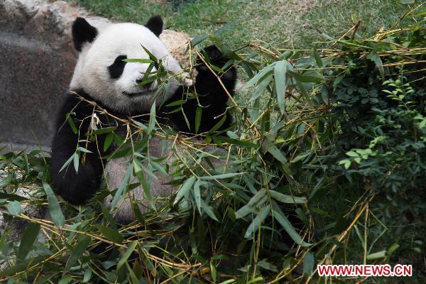 Panda &apos;Xin Xin&apos; eats fresh bamboo at the newly-launched panda pavilion in the Macao Special Administrative Region, south China, Jan. 18, 2011. Macao held the opening ceremony for its panda pavilion on Tuesday, indicating that Kai Kai and Xin Xin, the panda pair that China&apos;s central government presented Macao Special Administrative Region, are allowed to see the public after undergoing a month-long quarantine. 