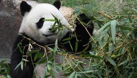 Macao's panda pavilion opens