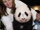 Pandas boost Sino-US friendship