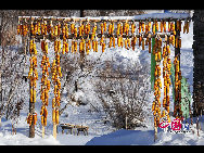 Functioning as an eco-tourism scenic resort, Shuangfeng Snow Town lies within the boundary of Dahailin Forestry Bureau on the southern slope of Zhangguangcai Ridge in Heilongjiang Province. With the winter season lasting up to 7 months, every year the intense snow surges into the mountains, leaving an accumulation of snow up to 2 meters in depth; thus the area is known to be an area to host the greatest snowfall in the country. [Photo by Tian Gao] 
