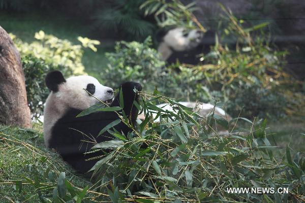 Panda Kaikai(L front) and Xinxin eat bamboo in Macao, south China, on Jan.19, 2011.Pandas Kaikai and Xinxin met with about 1,000 pupils on the first day of commissioning of the Panda House in Seac Pai Van Park on Wednesday. Kaikai and Xinxin were sent to Macao by China&apos;s central government from Chengdu Breeding Base of Giant Panda in southwest China&apos;s Sichuan Province.