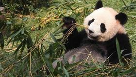 Pandas Kaikai and Xinxin meets public in Macao