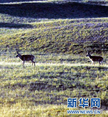 In the photo taken on July 30, 2010, two Tibetan antelopes walk in the Hoh Xil. About 80 percent of the total population live in northern Tibet, while the remaining 20 percent roam the Hoh Xil, China's largest uninhabited area in neighboring Qinghai Province.