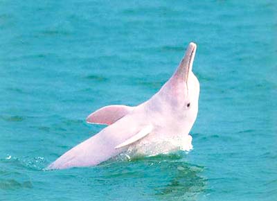 File photo: Chinese white dolphin