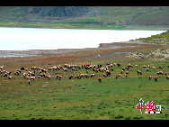 Yamdrok Lake, along with Nam Co and Mapam Yum Co, is one of Tibet's three holy lakes. It's the largest freshwater lake at the Himalayas' foot. The 638-sq-km body of water is situated about 4,441 meters above sea level and is believed to be the woman guardian of Buddhism in Tibet. [Photo by Chen Zhu]