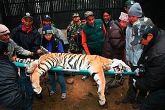 The wild tiger being transferred to its cage after it was collared before translocation to Bardia National Park. Chitwan National Park, Nepal. 21 Jan 2011.