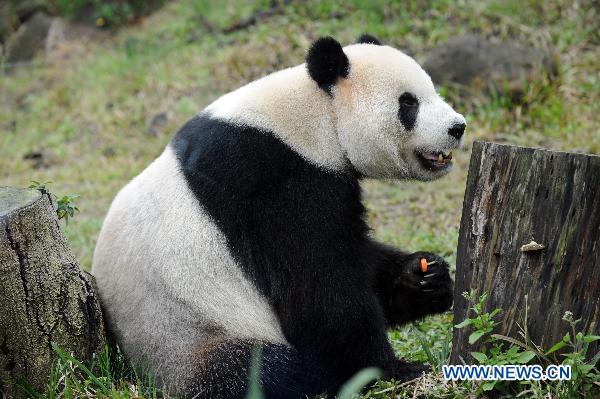Giant panda Tuan Tuan eats food at the Taipei Zoo, southeast China&apos;s Taiwan, Jan. 23, 2011. A celebration was held in Taipei Zoo Sunday to mark the second anniversary of receiving two giant pandas Tuan Tuan and Yuan Yuan from the Chinese mainland. The Chinese mainland sent Tuan Tuan and Yuan Yuan (together meaning &apos;reunion&apos;), as a gift to Taiwan in December 2008.