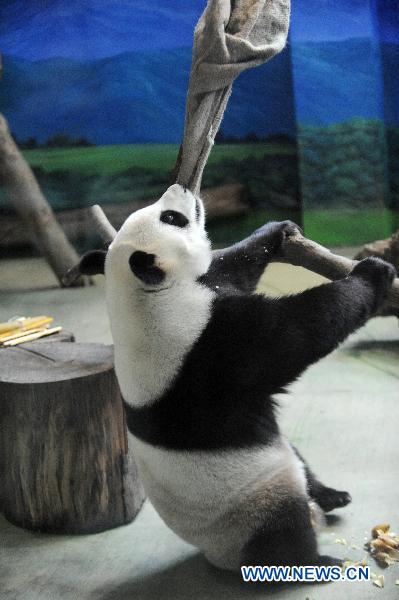 Giant panda Yuan Yuan plays at the Taipei Zoo, southeast China&apos;s Taiwan, Jan. 23, 2011. A celebration was held in Taipei Zoo Sunday to mark the second anniversary of receiving two giant pandas Tuan Tuan and Yuan Yuan from the Chinese mainland. The Chinese mainland sent Tuan Tuan and Yuan Yuan (together meaning &apos;reunion&apos;), as a gift to Taiwan in December 2008. 