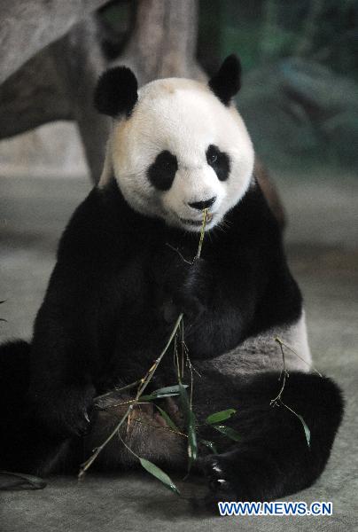 Giant panda Yuan Yuan eats bamboo at the Taipei Zoo, southeast China&apos;s Taiwan, Jan. 23, 2011. A celebration was held in Taipei Zoo Sunday to mark the second anniversary of receiving two giant pandas Tuan Tuan and Yuan Yuan from the Chinese mainland. The Chinese mainland sent Tuan Tuan and Yuan Yuan (together meaning &apos;reunion&apos;), as a gift to Taiwan in December 2008.