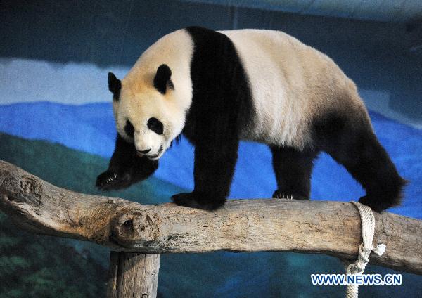 Giant panda Yuan Yuan plays at the Taipei Zoo, southeast China's Taiwan, Jan. 23, 2011. A celebration was held in Taipei Zoo Sunday to mark the second anniversary of receiving two giant pandas Tuan Tuan and Yuan Yuan from the Chinese mainland. The Chinese mainland sent Tuan Tuan and Yuan Yuan (together meaning 'reunion'), as a gift to Taiwan in December 2008. 