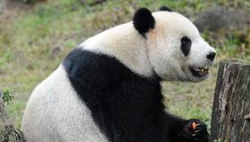 Giant pandas enjoy happy life in Taipei