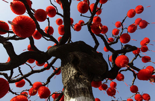 Decorative red lanterns are hung on a tree ahead of the Chinese Lunar New Year celebrations at Ditan Park in Beijing Jan 24, 2011.The Lunar New Year begins on Feb 3 and marks the start of the Year of the Rabbit, according to the Chinese zodiac. [China Daily/Agenices]