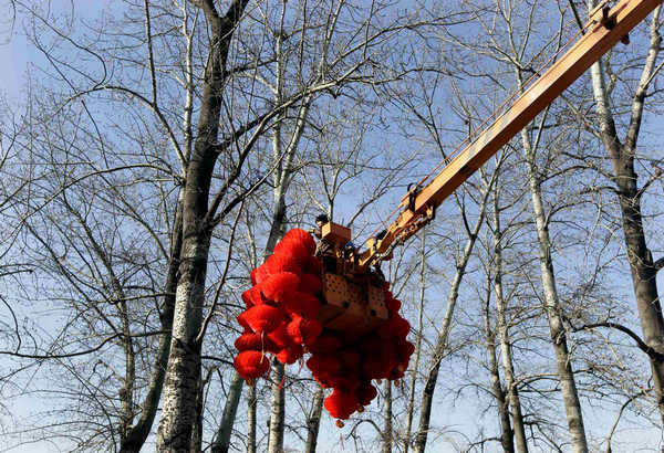 A worker prepares to hang decorative red lanterns on trees ahead of the Chinese Lunar New Year celebrations at Ditan Park in Beijing Jan 24, 2011. [China Daily/Agenices]