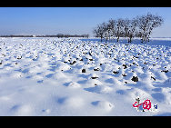 Located north of Heilongjiang Province and the Inner Mongolia Autonomous Region, Greater Khingan Mountains is an oxygen-providing paradise covering a large forest area - a total of 84.6-thousand square kilometers, equal to the territory of Austria or 137 Singapores.  [Photo by Tian Gao]