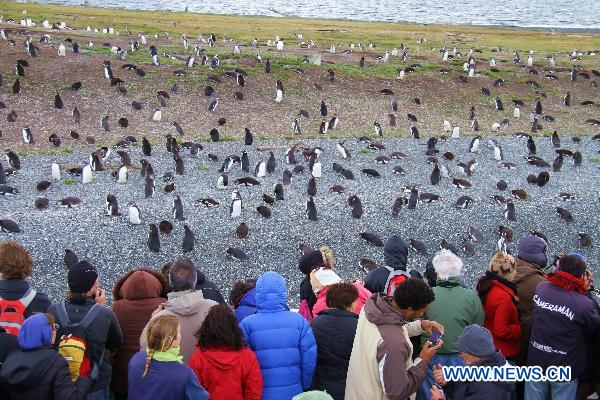 Tourists look at the Magellanic penguins at Isla Martillo (Martillo Island) in Argentina, Jan. 23, 2011. Isla Martillo which lies on the southernmost America is a small penguin-island in the Beagle-channel. [Xinhua] 