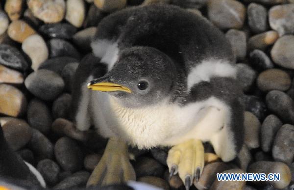 A baby penguin is seen at Harbin Polarland in Harbin, capital of northeast China&apos;s Heilongjiang Province, Jan. 24, 2011. The one-month-old baby penguin made the first public appearance at the park on Monday. [Xinhua] 