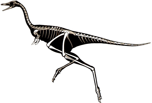 Linhenykus skeletal reconstruction.Scientists say skeletal pieces shed light on evolution.