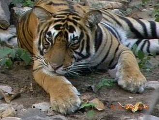 Male tiger at Ranthambore Tiger Reserve in India. [WWF] 