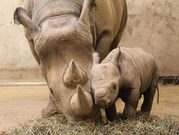A black rhinoceros calf stands with his mother at the Saint Louis Zoo in this undated handout photograph released to Reuters on January 25, 2011.