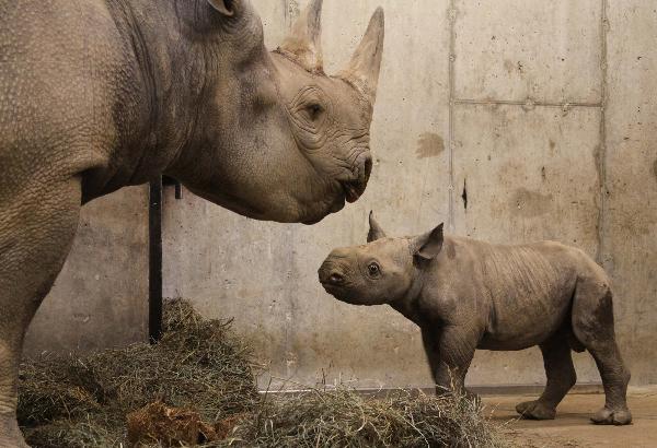 A black rhinoceros calf stands with his mother at the Saint Louis Zoo in this undated handout photograph released to Reuters on January 25, 2011. 