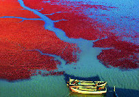 A red sea of marshes in Panjin 