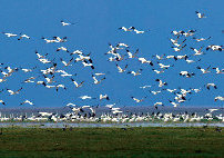 Birds watching at the Poyang Lake 