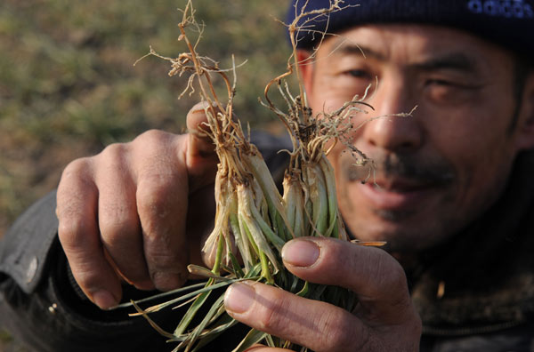 Sun Minghua, a rural resident of Bozhou in East China's Anhui province, checks out withering wheat seedlings on his farm on Thursday. [China Daily] 