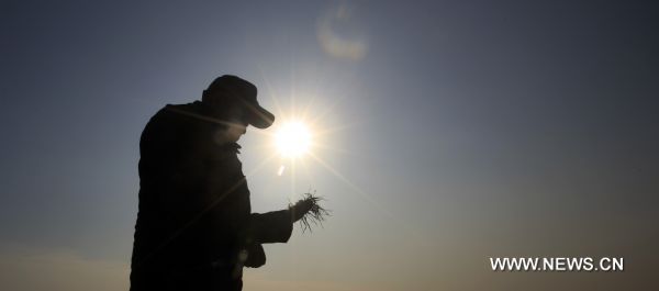 An agricultural expert holds a bunch of withered wheat in Beijing, capital of China, Jan. 28, 2011. Beijing breaked a 60-year record for the latest date for its first snowfall of the season on Saturday. Since 1951, the latest record of the first snowfall in Beijing was in 1984, when it arrived on Jan. 29.