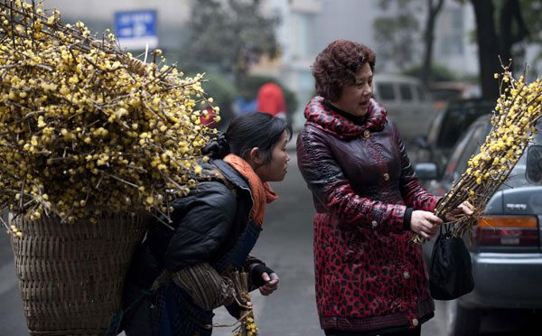 A woman picks out a fragrant wintersweet plant sold by Zhou Rong (L) in Southwest China&apos;s Chongqing municipality on Jan 29, 2011. Zhou is a resident of Dianjiang county in Chongqing. She makes a living and pays for her two children&apos;s education by selling the seasonal flowering shrubs every day. She said she will spend the Spring Festival holiday selling wintersweet in Chongqing this year. [Photo/Xinhua]