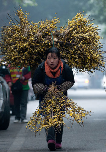 Zhou Rong carries a basket of wintersweet to sell on a street in Chongqing on Jan 29, 2011. The scientific name for wintersweet is chimonanthus, which means winter flower in Greek. [Photo/Xinhua]