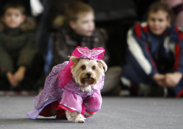 A dog takes part in a costume show in Minsk Jan 30, 2011. [China Daily/Agencies] 