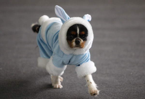 A dog takes part in a costume show in Minsk Jan 30, 2011. [China Daily/Agencies]