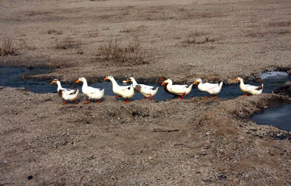 Ducks look for food in a dried-up riverbed in Zaozhuang, East China&apos;s Shandong province, Jan 27, 2011. Shandong province has been hit by the most severe drought in 60 years. And according to local meteorological center, no rain or snow is forecast during the Spring Festival. [Photo/Xinhua]