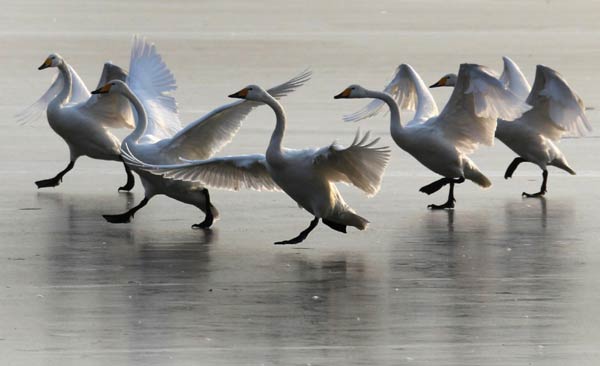 A herd of swans arrive at the Yellow River Wetland in Pinglu county of North China&apos;s Shanxi province, Jan 29, 2011. Over the winter, more than 1,000 swans have landed in the wetland as a result of improved environmental conditions in the area. [Photo/Xinhua] 