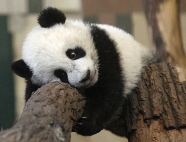 Five-month-old giant panda cub Fu Hu (meaning lucky tiger) climbs on a tree trunk in its enclosure at the zoo in Vienna, February 8, 2011. The cub of pandas Yang Yang and Long Hui was born on August 23 in the zoo. Fu Hu&apos;s parents were transferred from China to Schoenbrunn Zoo in 2003, and are on loan to Austria by China for a period of 10 years. 