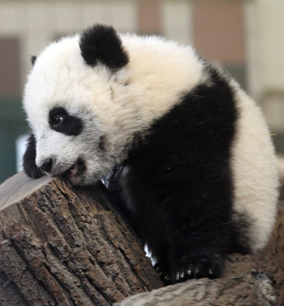 Five-month-old giant panda cub Fu Hu (meaning lucky tiger) climbs on a tree trunk in its enclosure at the zoo in Vienna, February 8, 2011. The cub of pandas Yang Yang and Long Hui was born on August 23 in the zoo. Fu Hu&apos;s parents were transferred from China to Schoenbrunn Zoo in 2003, and are on loan to Austria by China for a period of 10 years. 