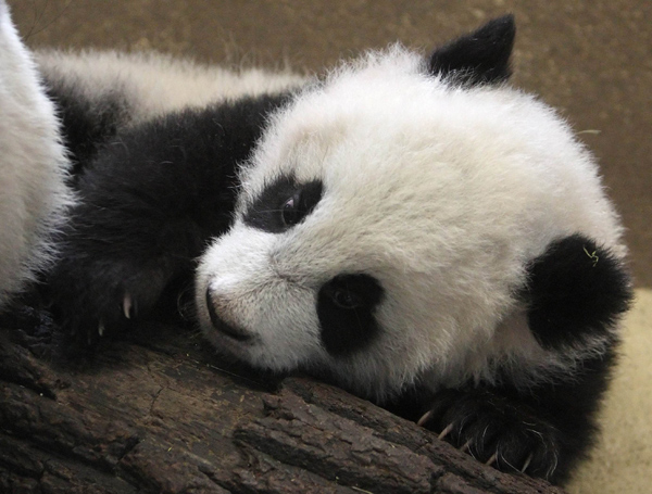 Five-month-old giant panda cub Fu Hu (meaning lucky tiger) climbs on a tree trunk in its enclosure at the zoo in Vienna, February 8, 2011. The cub of pandas Yang Yang and Long Hui was born on August 23 in the zoo. Fu Hu&apos;s parents were transferred from China to Schoenbrunn Zoo in 2003, and are on loan to Austria by China for a period of 10 years. [Xinhua] 