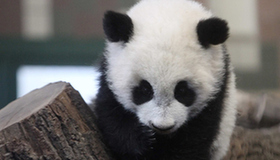 Giant panda cub Fu Hu enjoys home in Vienna