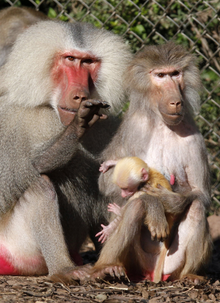 Twenty-year-old baboon Squad (R) holds her 10-day-old, ginger-coloured baboon next to Shapira, a male baboon, at the Ramat Gan Safari near Tel Aviv February 8, 2011.