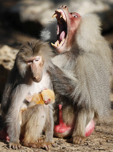 Twenty-year-old baboon Squad (L) holds her 10-day-old, ginger-coloured baby next to Shapira, a male baboon, at the Ramat Gan Safari near Tel Aviv February 8, 2011. 